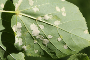 Under side of lime leaf with white erineum of linden gall mite or Eriophyes leiosoma