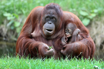 Orangutan mother with baby © Edwin Butter