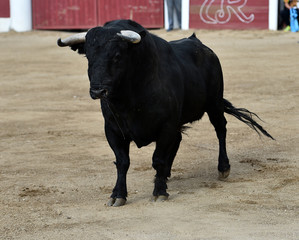 european bull