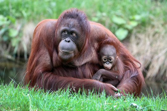 Orangutan mother with baby