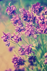 blooming spring flowers (Aquilegia vulgaris)
