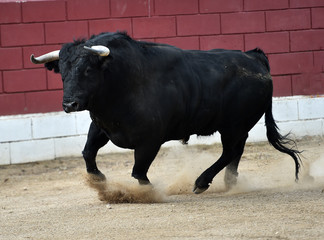 bull