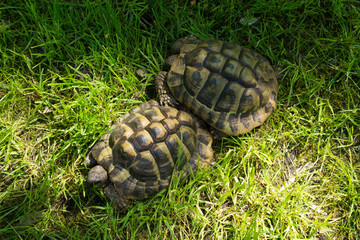two turtles on green grass nature summer