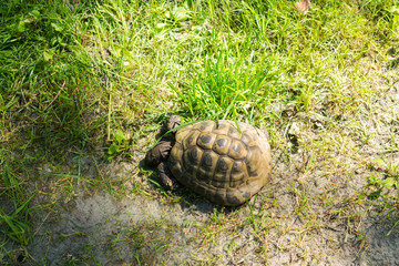 one turtle on green grass nature summer