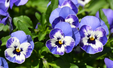 Close-up of pansies