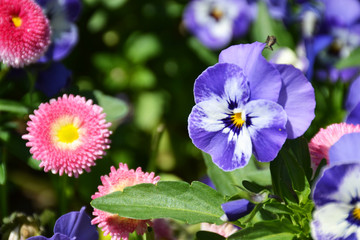 Close-up of pansies