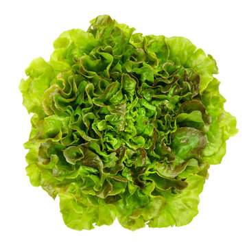 Young Batavia Red lettuce from above. Summer or French crisp. Loose leaf lettuce. Reddish green salad head with crinkled leafs and wavy leaf margin. Lactuca sativa variety. Closeup photo, from above.
