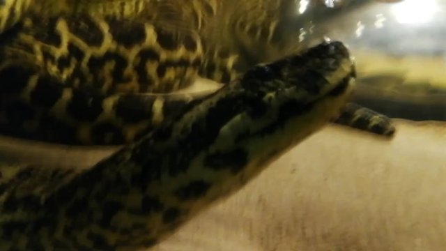 Enorme anaconda amarela num aquário