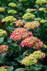 Fototapeta na wymiar A close up view of Hydrangea (Hortensia). Wonderful pink and red flowers
