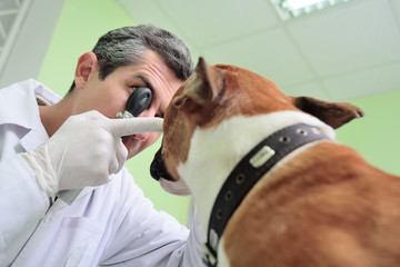 doctor vet checks the eyes and eyes of the dog pitbull terrier