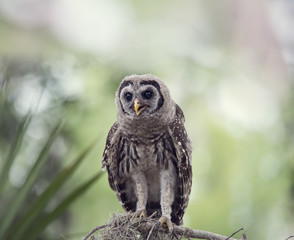 Barred Owlet Perches on a Branch