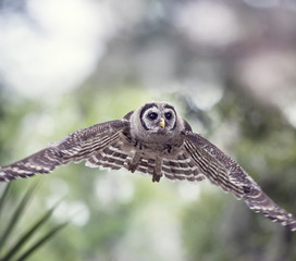 Young Barred Owl in Flight