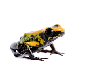 Black-legged poison froglet on white