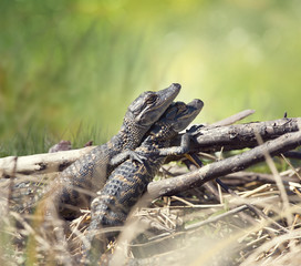Baby alligators sunning