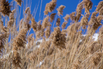 Fototapeta premium Weeds on the St-Lawrence River bank