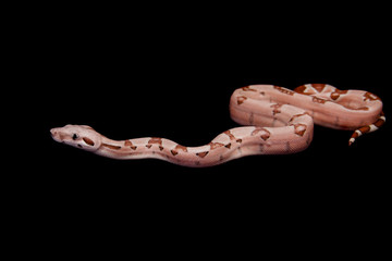The common boa on black background