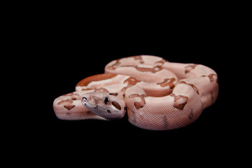 The common boa on black background