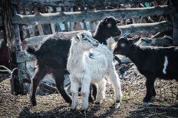 white and black goats feeding on the farm
