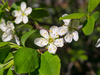 Close-up:  plum blossom with white petals, macro.
