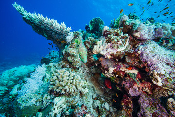Naklejka na ściany i meble Red sea underwater world coral reef in Egypt.