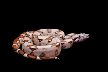 The common boa on black background