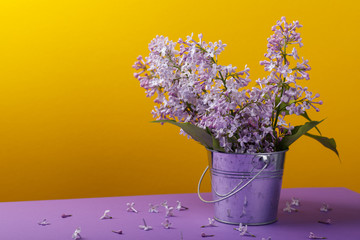 Bouquet of lilac in a bucket on a colored background with space for text. Flowering of spring flowers
