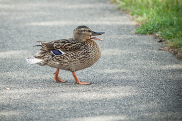 portrait of one duck walking on the road