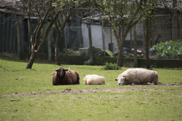 Fototapeta premium Sheeps