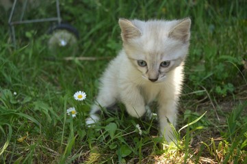 Chaton