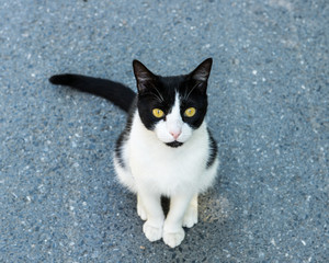 yellow eyes stray cat is sitting on the street