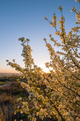 Blooming tree on sunrise