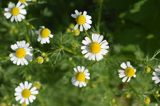 Kwitnący rumianek pospolity Chamomile blooming for background