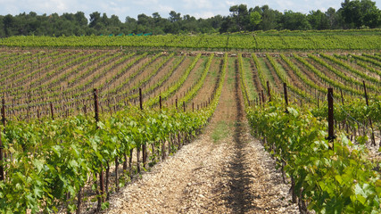 Fototapeta na wymiar Weinanbau in der Provence
