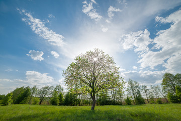 Fototapeta na wymiar Landscape with green lonely tree on meadow