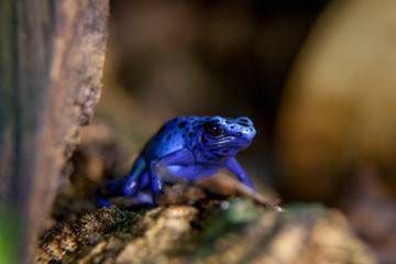 Blue Poison dart frog, Dendrobates tinctorius Azureus