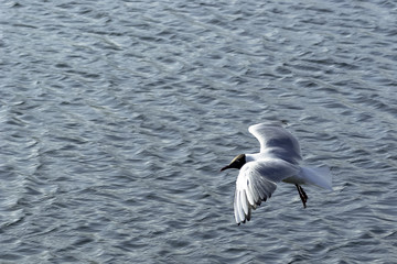 Flying brown-hooded gull (chroicocephalus maculipennis) in park, London, United Kingdom