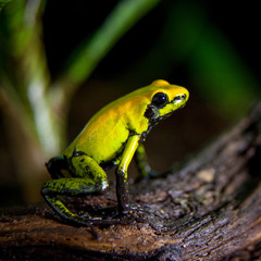 Black-legged poison frog