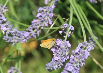 Braun Dickkopffalter, auf Lavendel
