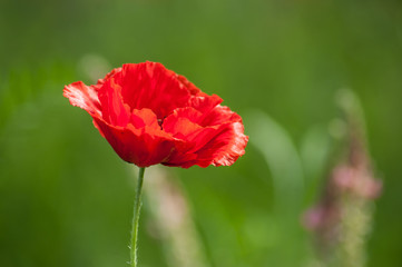 Obraz premium closeup of isolated poppy in a meadow at spring