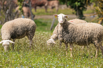 Obraz premium Sheep on the field