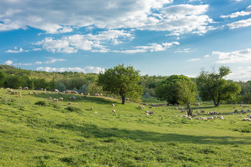 Sheep and goats graze on green grass in spring	