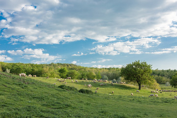 Fototapeta na wymiar Sheep and goats graze on green grass in spring 