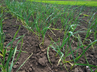 Field with green garlic, young garlic, sprouts of garlic on dark earth, agriculture