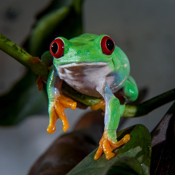 Beautiful red eyed tree frog