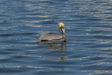 Pelican at Sea