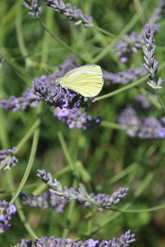 Zitronenfalter auf Lavendel
