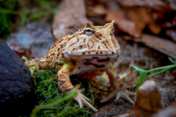 Fototapeta premium The Fantasy horned frog