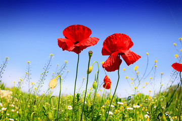 Obraz premium Field of poppies