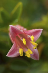 Fototapeta premium A close up of a fuschia in early morning dew.