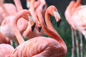 Naklejka premium sny o flamingach